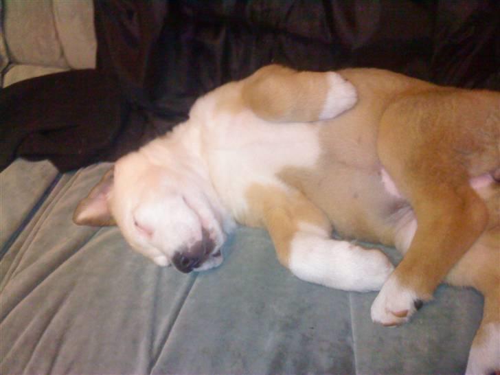 Blanding af racer Emmelie billede 5