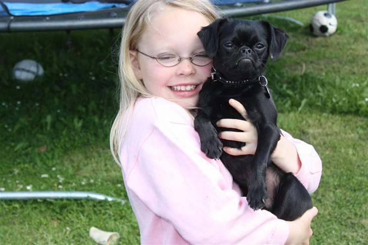 Griffon petit brabancon Ozzy billede 8