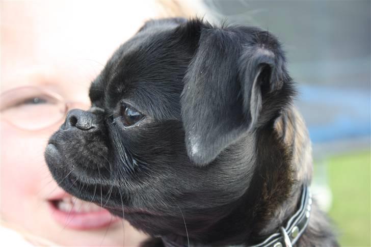 Griffon petit brabancon Ozzy billede 9