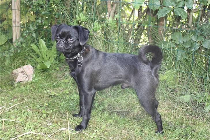 Griffon petit brabancon Ozzy billede 10