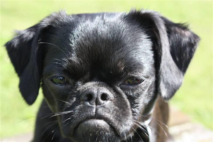 Griffon petit brabancon Ozzy billede 11