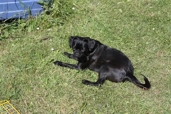 Griffon petit brabancon Ozzy billede 12