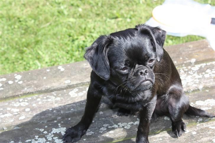 Griffon petit brabancon Ozzy billede 13