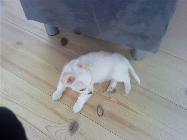 Chihuahua Kiki billede 14