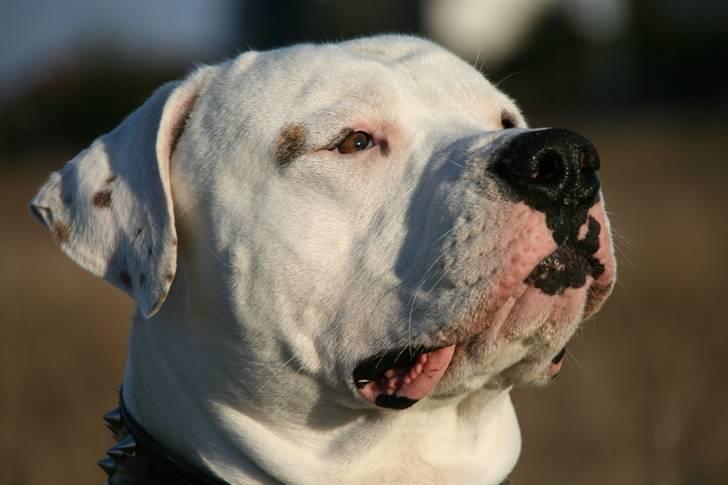 Amerikansk bulldog White Angel´s Ghost billede 19