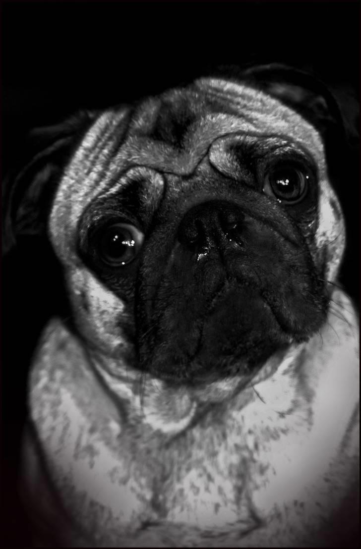 Mops Malthe billede 1