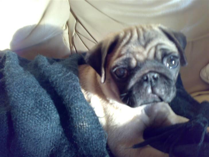 Mops Malthe - Da han var en lille hvalp :) billede 2