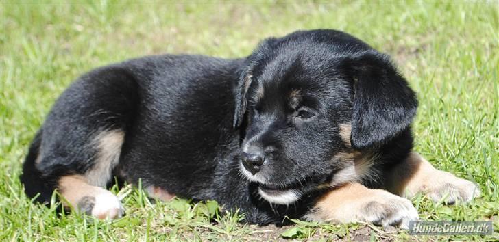 Blanding af racer Balder R.I.P. - lille Balder 5 uger billede 4