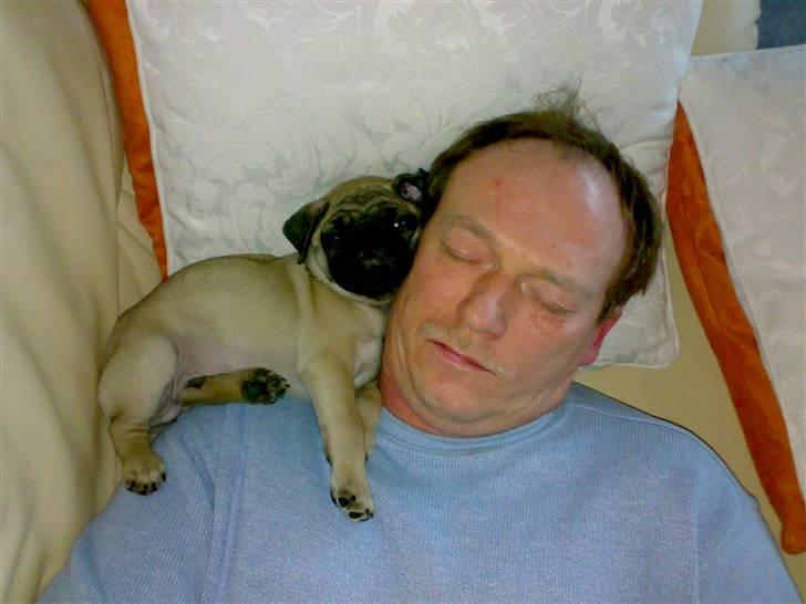 Mops Malthe - Malthe elsker at sove sammen med far :) billede 3
