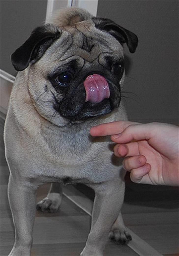 Mops Malthe billede 4