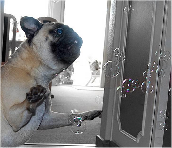 Mops Malthe - Malthe og sæbeboblerne ;) superman billede 5