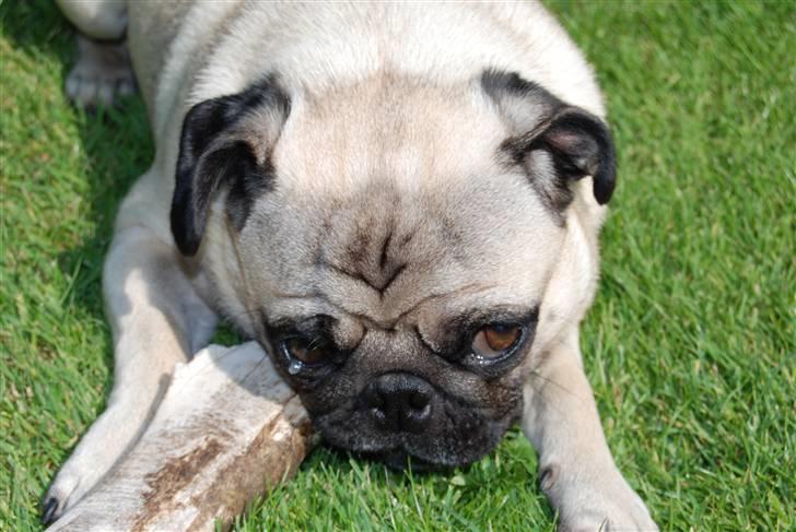 Mops Malthe - Malthe gnaver kødben ;) billede 7