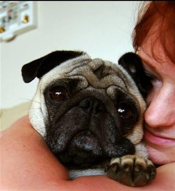 Mops Malthe - Morgenhygge i sofaen med søster :-D billede 9