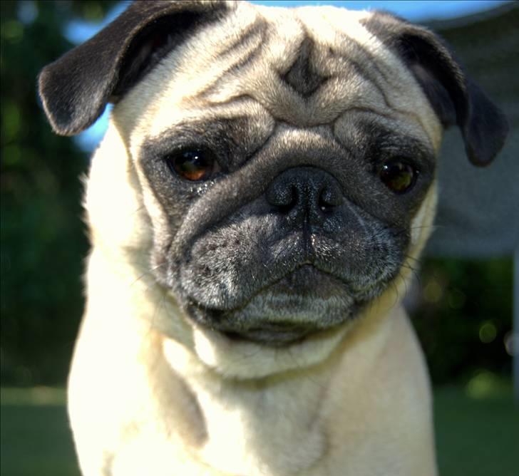 Mops Malthe billede 10