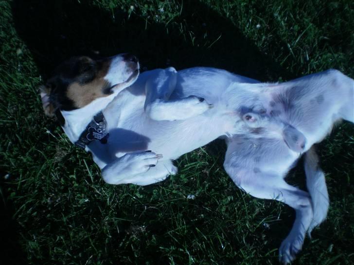 Dansk svensk gaardhund Futte billede 6