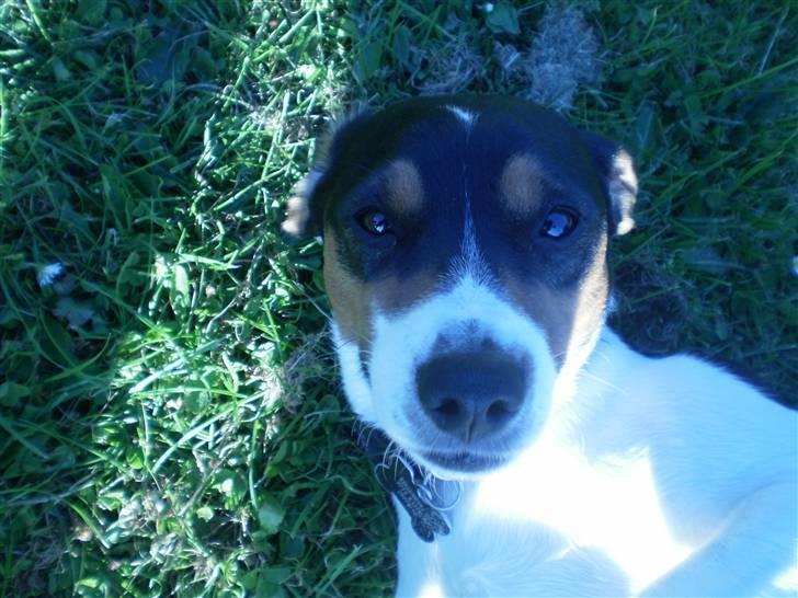 Dansk svensk gaardhund Futte billede 7