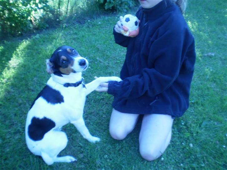 Dansk svensk gaardhund Futte billede 8