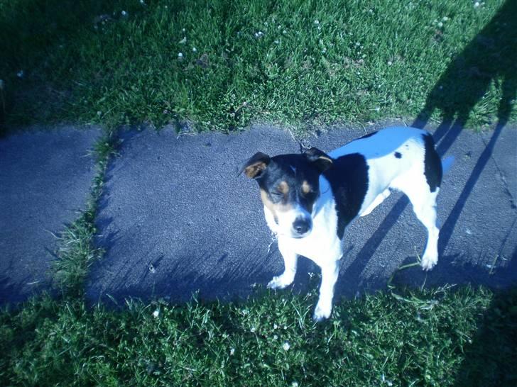 Dansk svensk gaardhund Futte billede 9