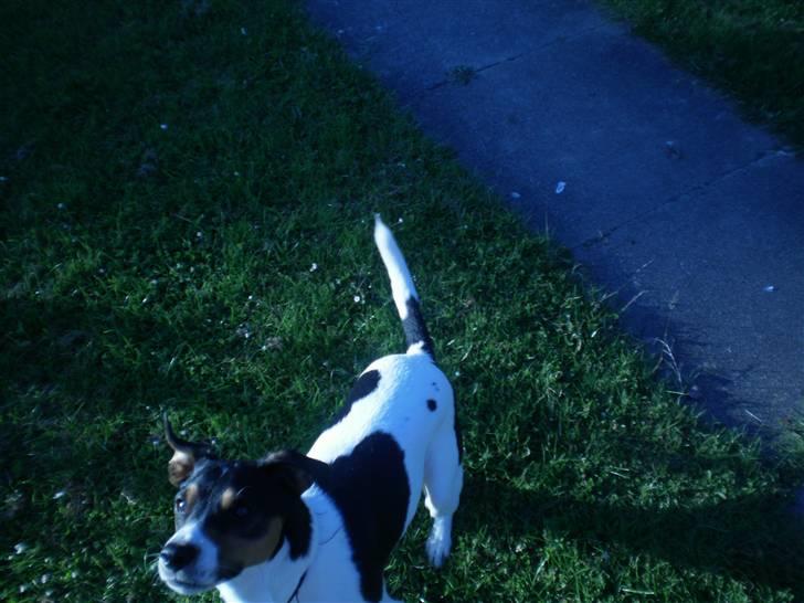 Dansk svensk gaardhund Futte billede 10