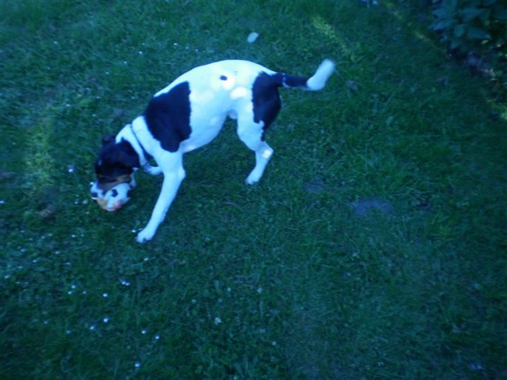 Dansk svensk gaardhund Futte billede 11