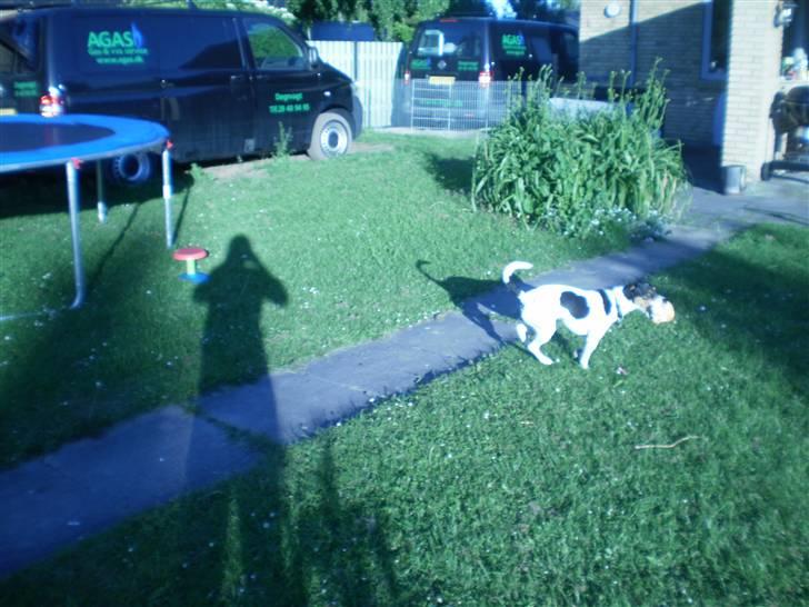 Dansk svensk gaardhund Futte billede 12