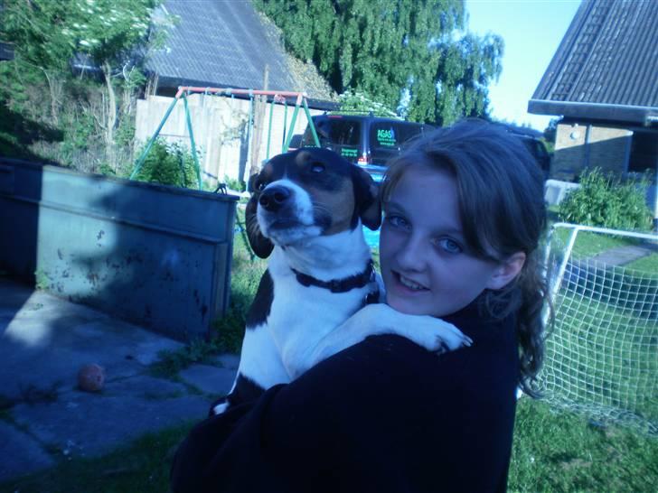 Dansk svensk gaardhund Futte billede 13