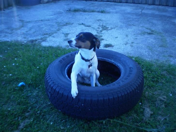 Dansk svensk gaardhund Futte billede 14
