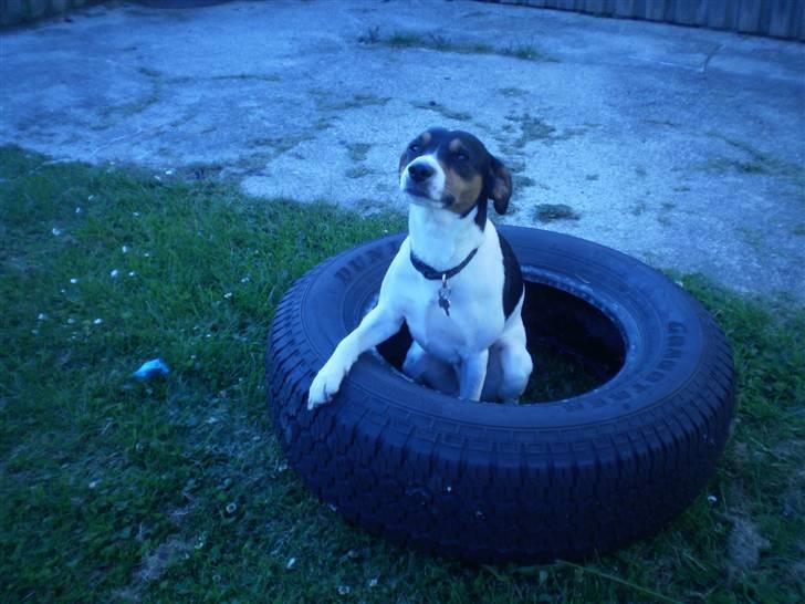 Dansk svensk gaardhund Futte billede 15