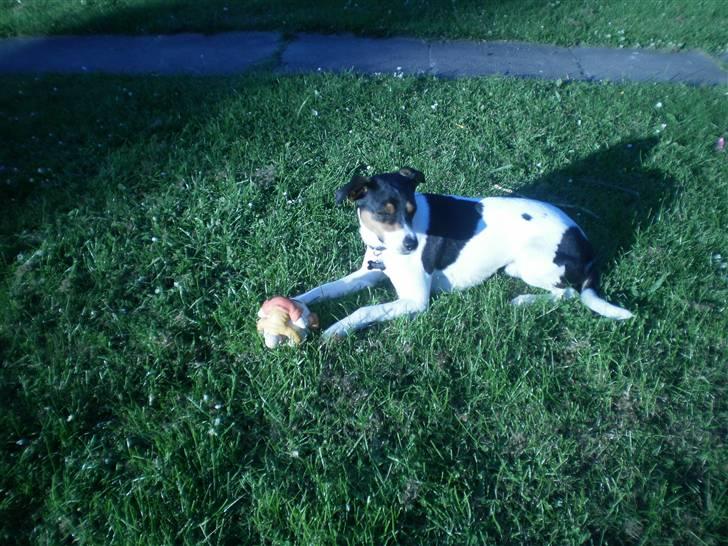 Dansk svensk gaardhund Futte billede 16