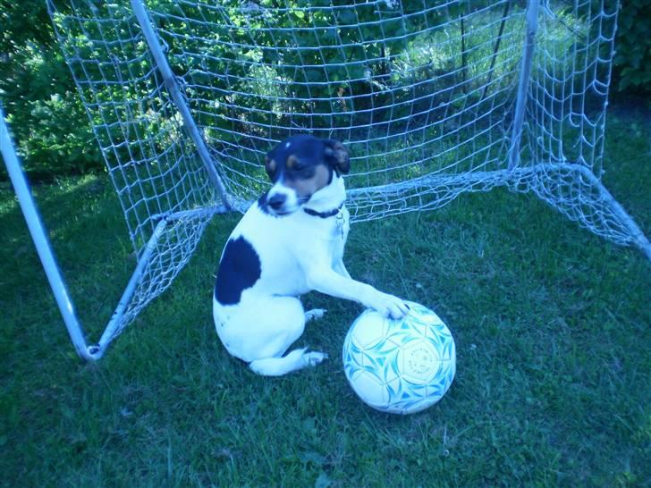 Dansk svensk gaardhund Futte billede 17