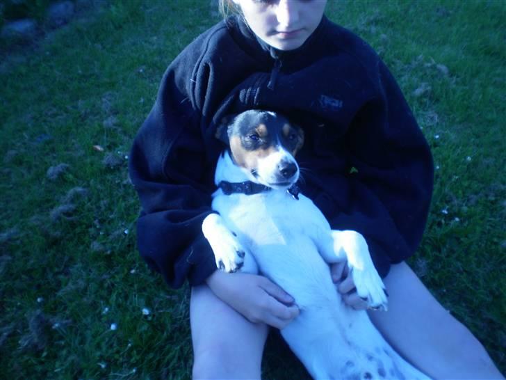 Dansk svensk gaardhund Futte billede 18