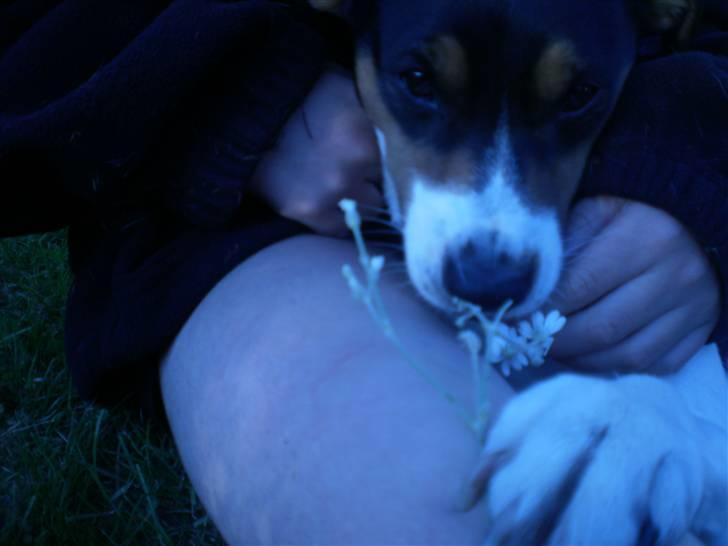 Dansk svensk gaardhund Futte billede 19