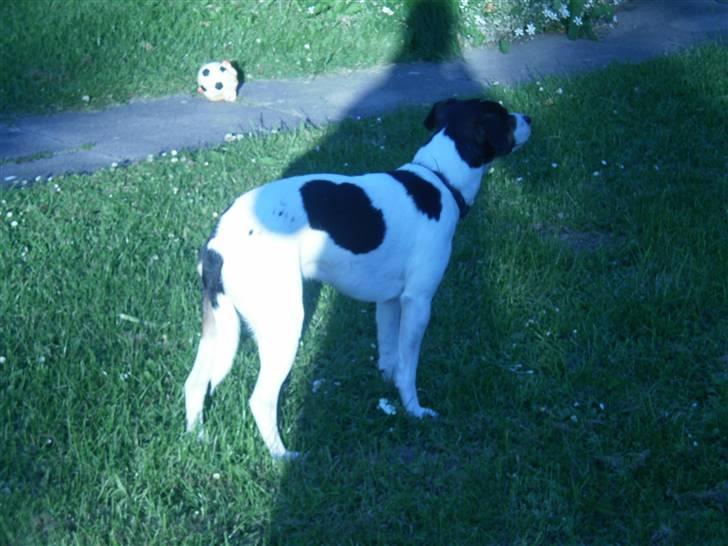 Dansk svensk gaardhund Futte billede 20