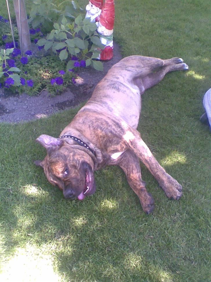 Olde english bulldogge Eddie billede 9