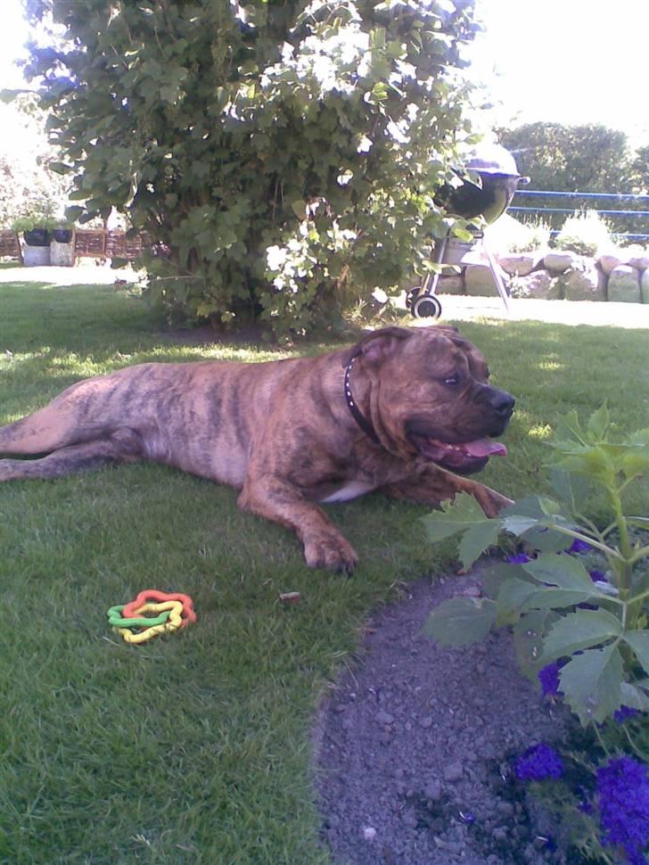 Olde english bulldogge Eddie billede 10