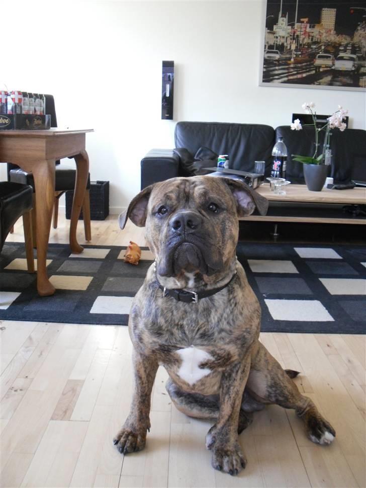 Olde english bulldogge Eddie billede 11