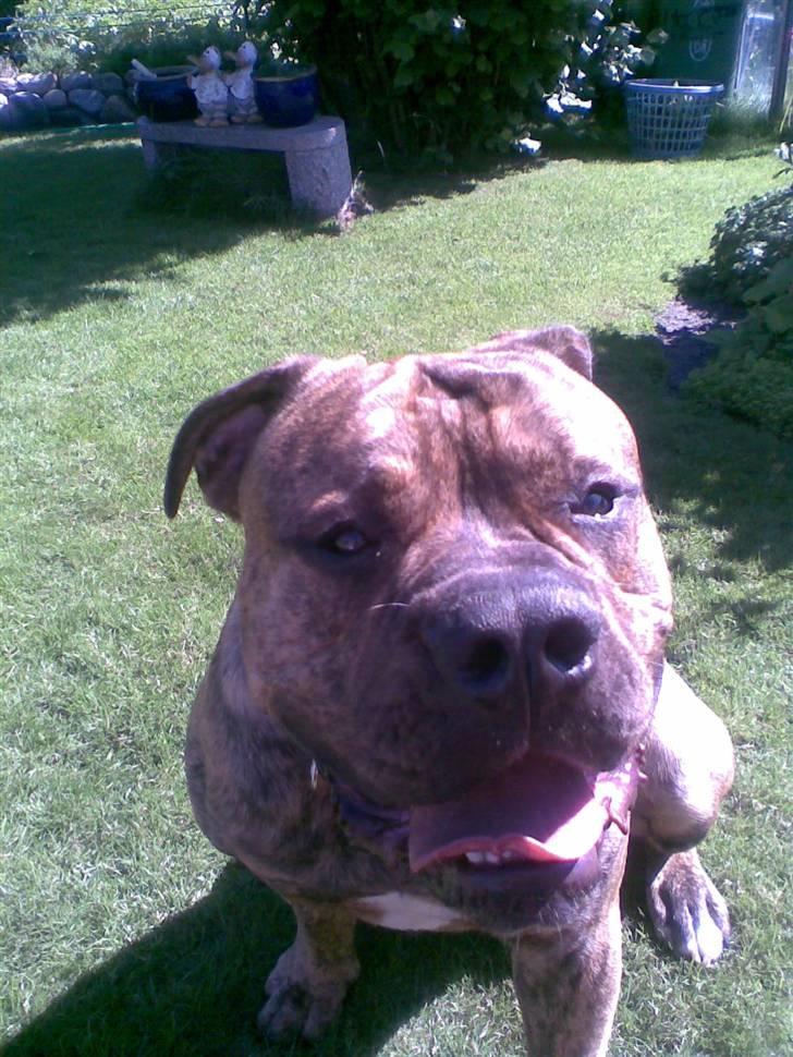 Olde english bulldogge Eddie billede 13