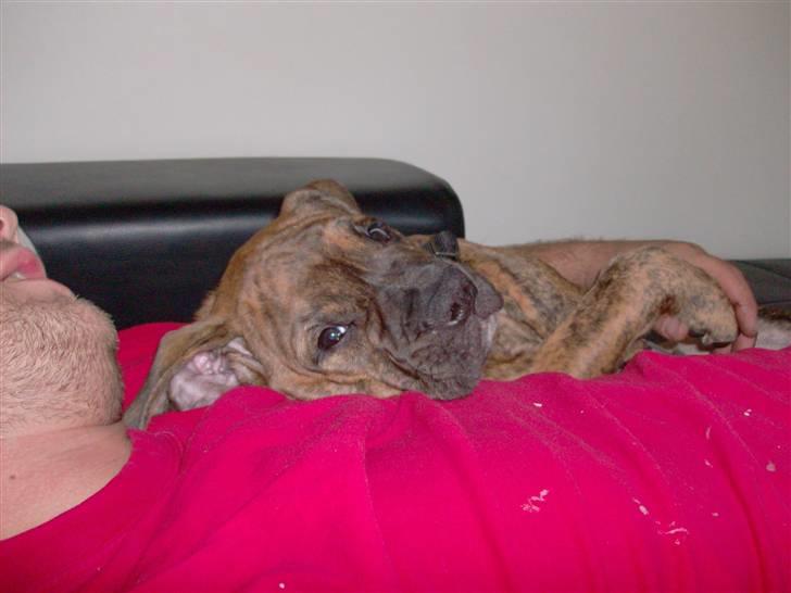 Olde english bulldogge Eddie billede 14