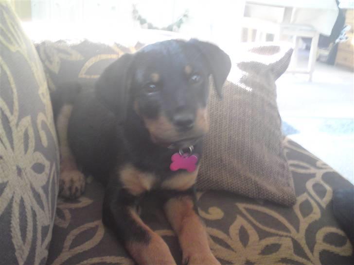 Rottweiler *Daisy billede 6