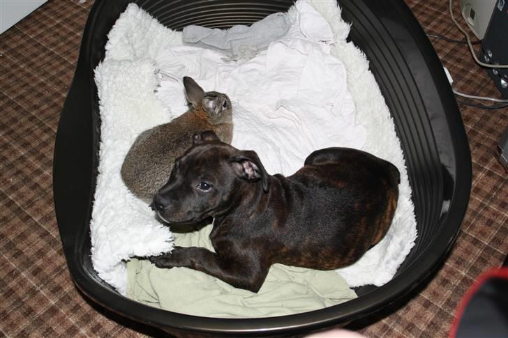 Staffordshire bull terrier Allways number one(Mico) - Putter med ninus.. billede 1