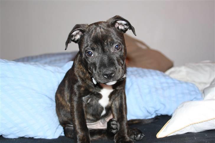 Staffordshire bull terrier Allways number one(Mico) - Morgenhår? :P billede 2