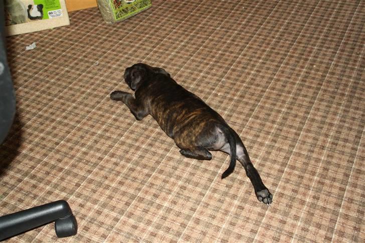 Staffordshire bull terrier Allways number one(Mico) - Kravle kravle... Man gør sig vel lidt til.... billede 3