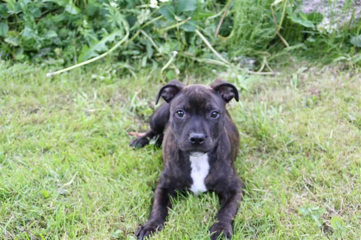 Staffordshire bull terrier Allways number one(Mico) - Nyder haven.... billede 4