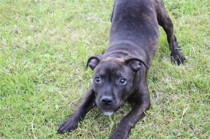 Staffordshire bull terrier Allways number one(Mico) - Legesyg? måske en smule... billede 5