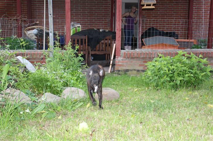 Staffordshire bull terrier Allways number one(Mico) - Her kommer jeeeeeeeg! billede 6