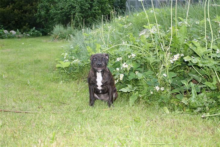 Staffordshire bull terrier Allways number one(Mico) - Fotogen! billede 7