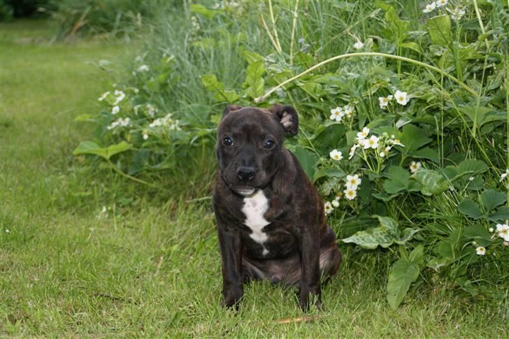 Staffordshire bull terrier Allways number one(Mico) - Gør sig lidt mere til for fotografen... billede 8