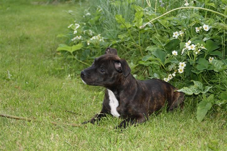Staffordshire bull terrier Allways number one(Mico) - Nyder solen.... billede 9