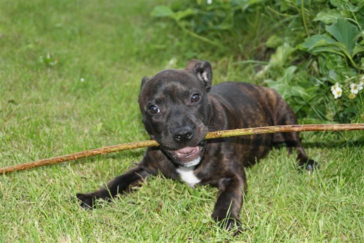Staffordshire bull terrier Allways number one(Mico) - Lille hund... Lang pind :P billede 10