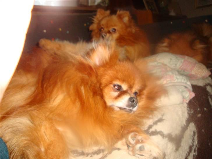 Pomeranian Topsys Rødtop - "familien Rødtop" hviler ud efter julemaden i sofaen...fil toppen mon for meget? billede 10